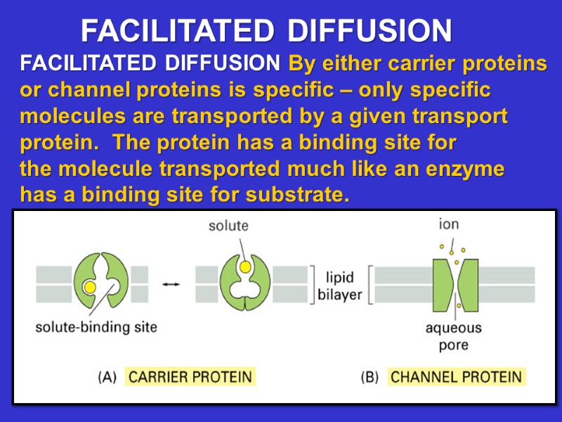 FACILITATED DIFFUSION By either carrier proteins or channel proteins is specific – only specific